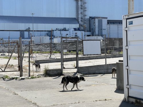 Ce que les mutations génétiques des chiens de Tchernobyl nous apprennent - Curieux!