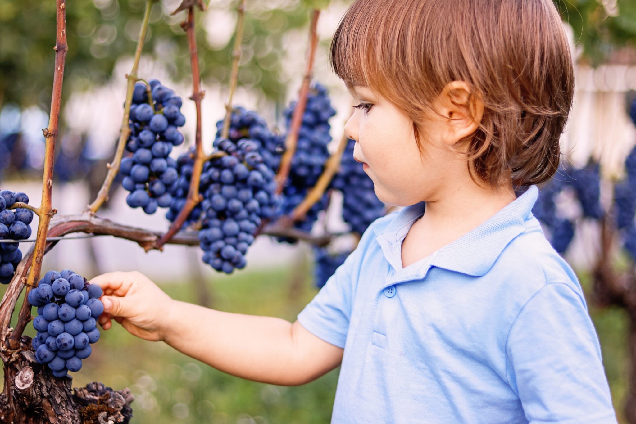 Pesticides : une étude confirme que les voisins de vignes sont fortement exposés, notamment les enfants – Curieux!