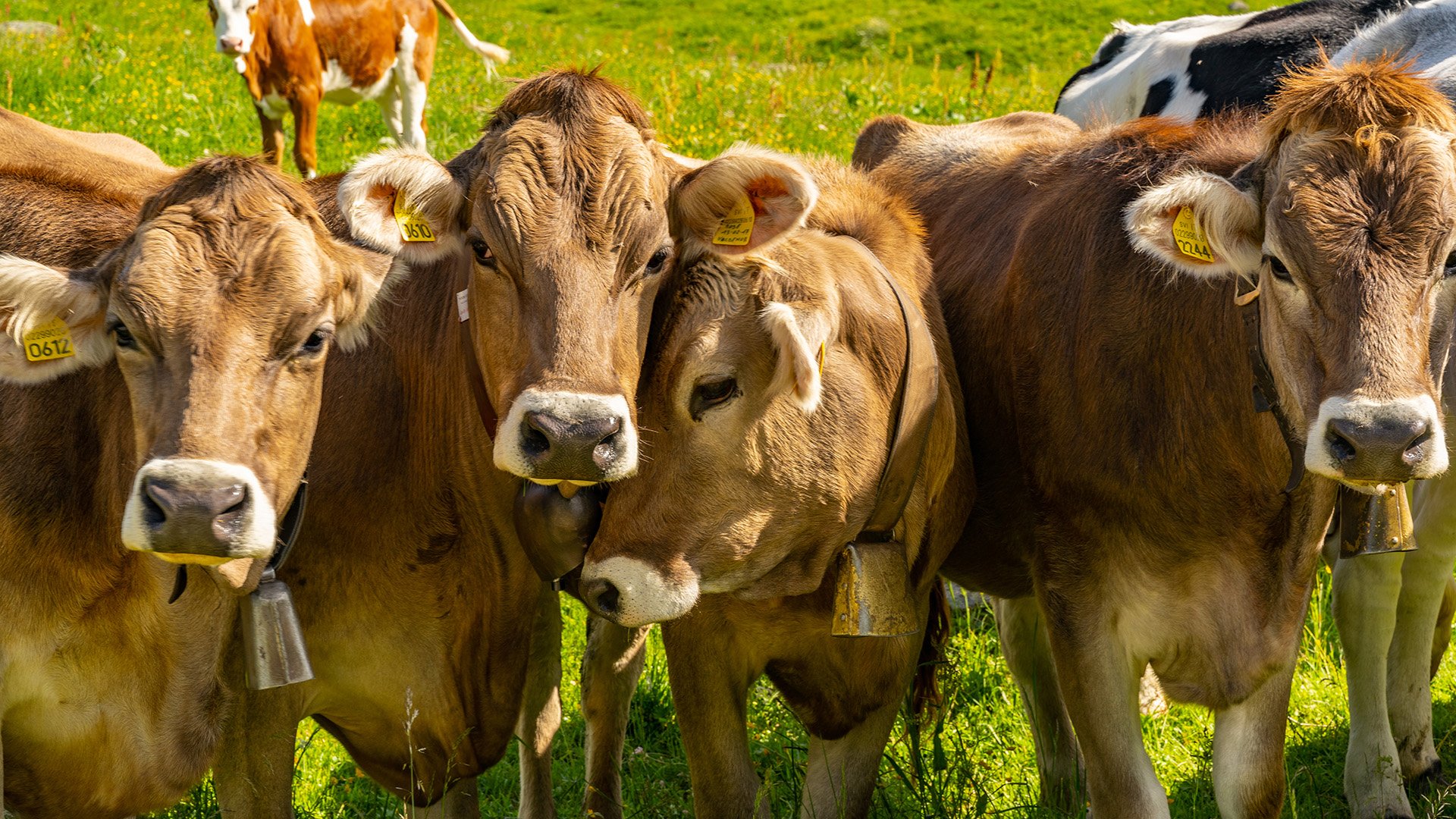 Après la dermatose, la tuberculose bovine, transmissible à l&rsquo;homme, inquiète les agriculteurs – Curieux!