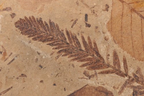 A scenic B.C. trail leads to world-class fossils that are over 50 million years old