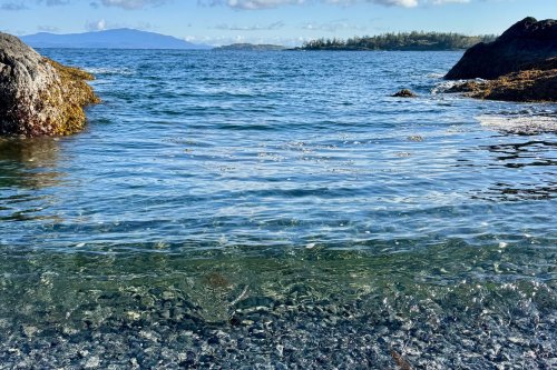 There's a 'hidden' Vancouver Island gem with rich tide pools less than 20 minutes from Nanaimo