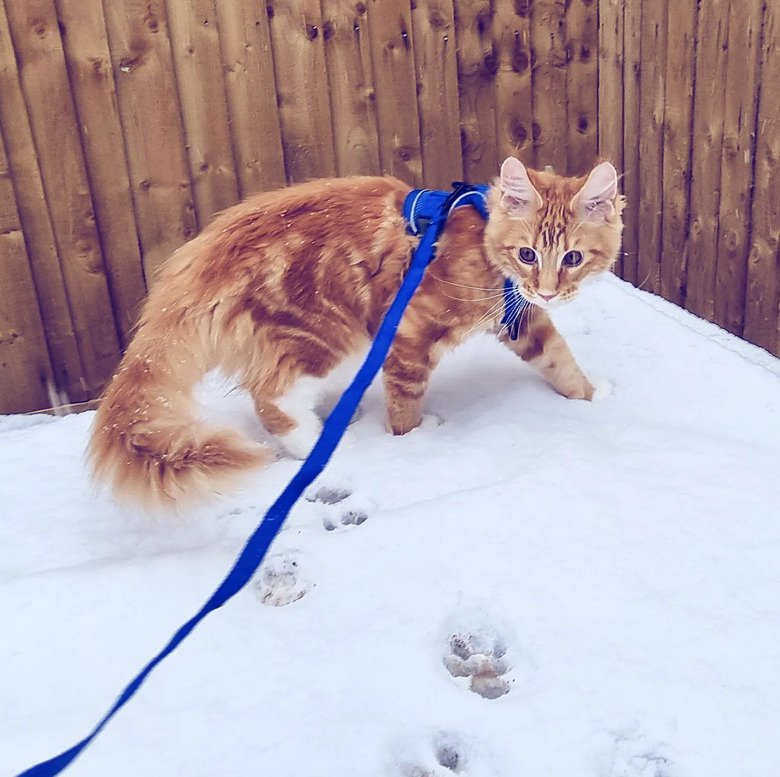 15 Cats Enjoying Snow For The First Time