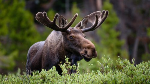 The One Thing You Should Never Do If You See A Moose