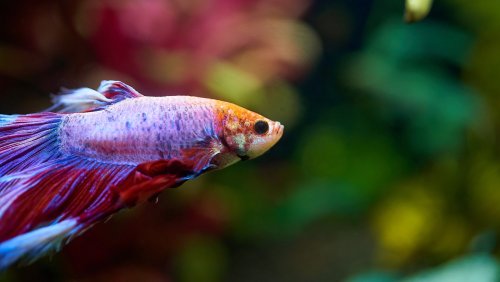 Fish & Aquariums - cover