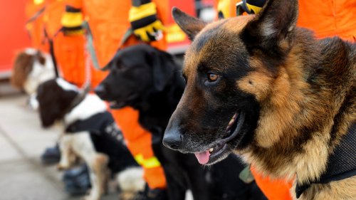 14 Dog Breeds Most Likely To Save You During An Emergency