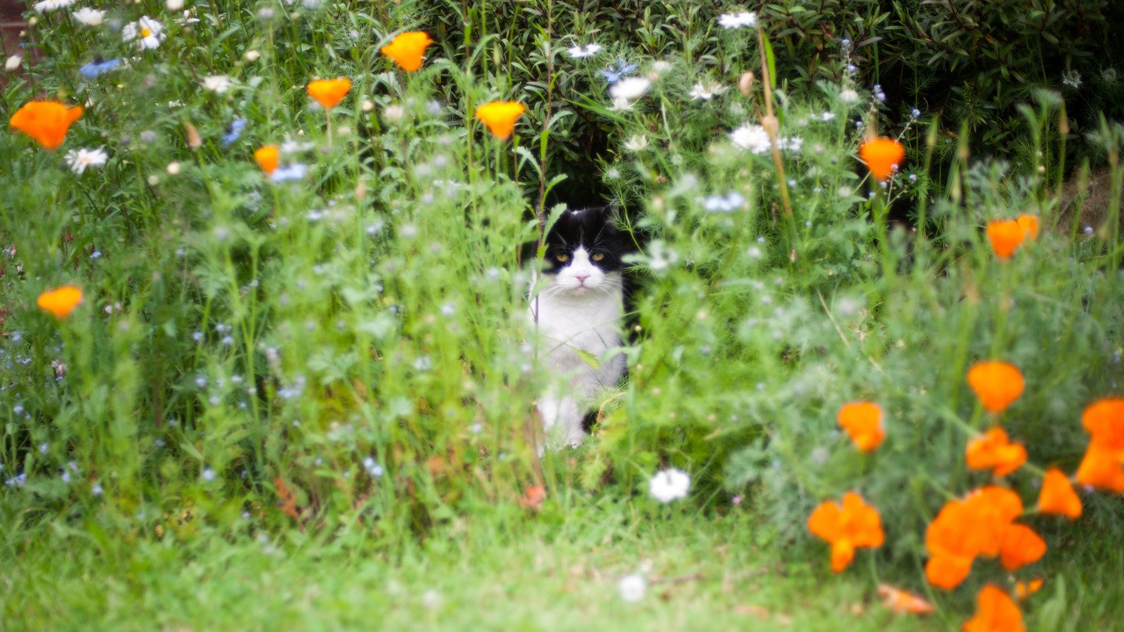 Ways To Prevent Pets From Destroying Your Yard