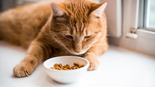 Cat Nutrition - cover