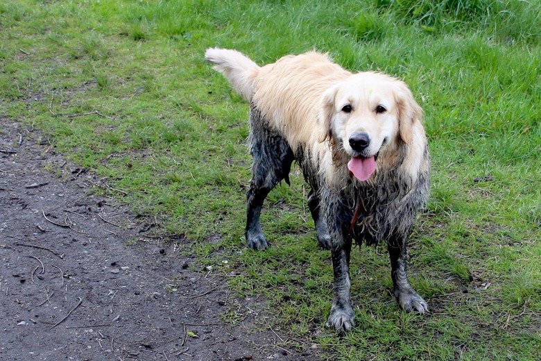 How To Keep A Backyard From Turning Muddy With Dogs