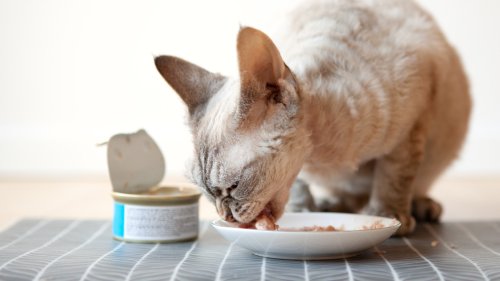 Is Fancy Feast Food Good For Cats? The Potential Health Benefits And Drawbacks Explained