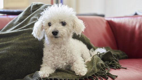 If Your Dog Starts To Have A Seizure, Take These Steps Immediately