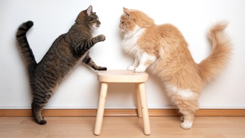 Cat Training - cover
