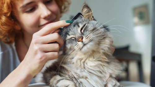 Cat Grooming - cover