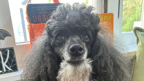 Black Poodle With A Gnarly Beard Looks Like He Belongs In Pirates Of The Caribbean