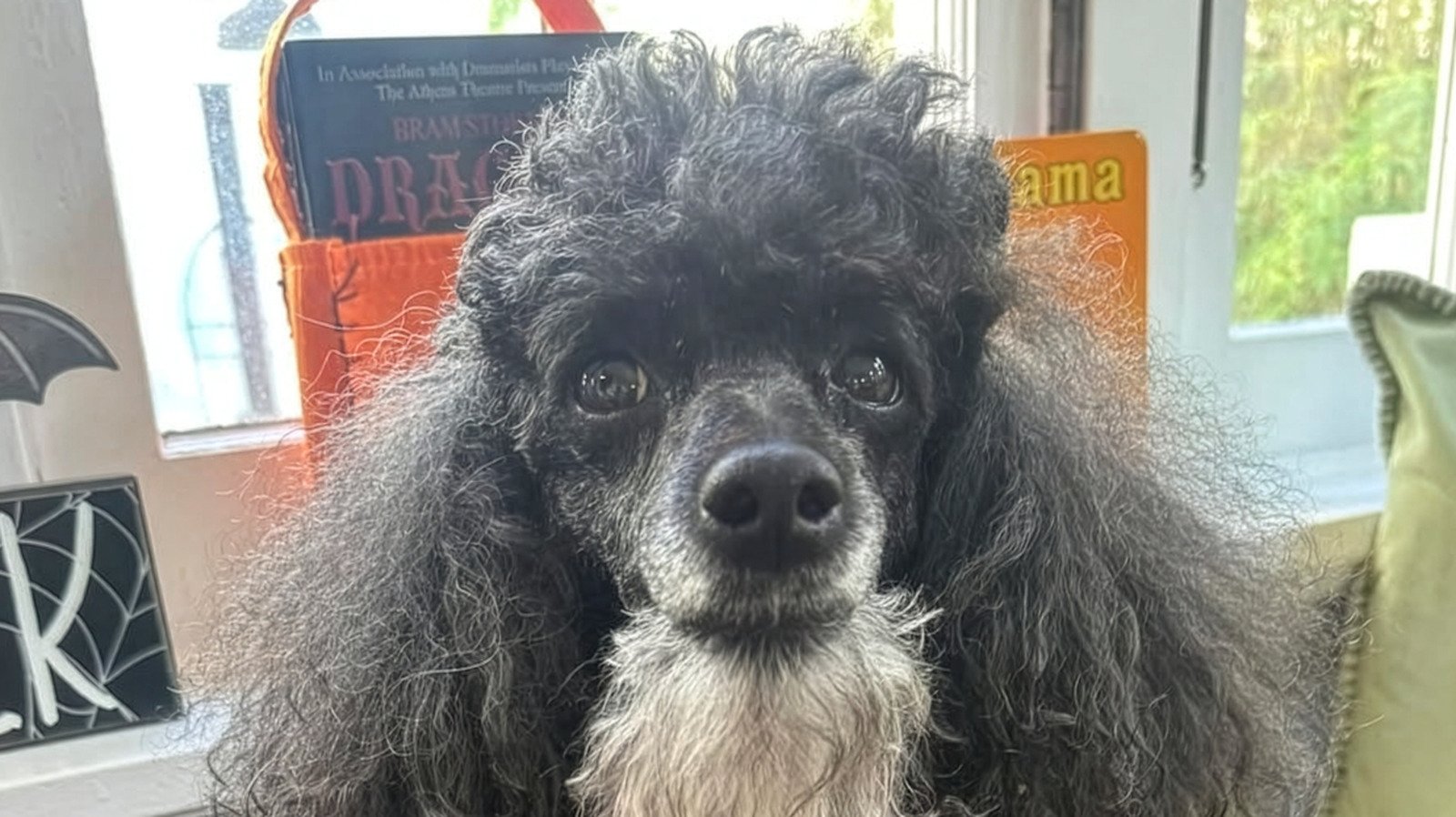 Poodle's Gnarly Beard Is Giving Pirates of the Caribbean Vibes - cover