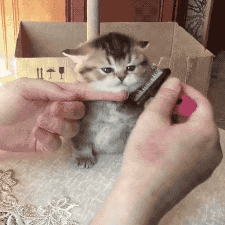 23 Adorable Kittens Doing Things For The First Time