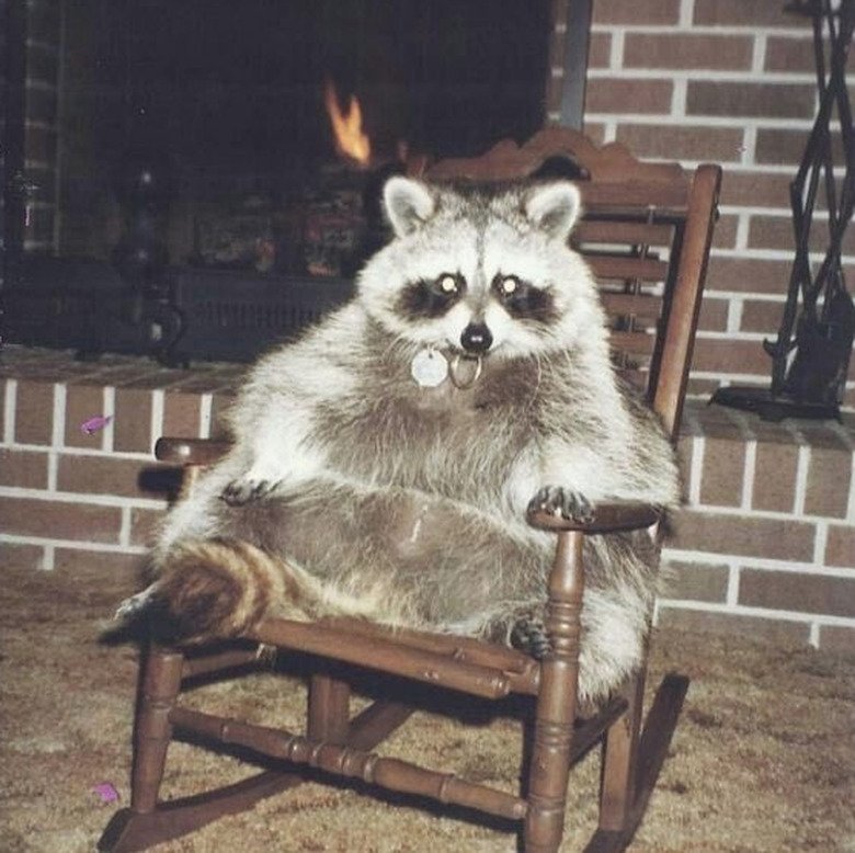 Raccoon Takes 'All-Inclusive Vacation' at LA Home - cover