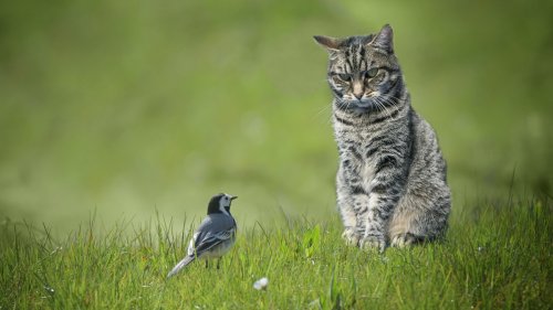 One Cat Is All It Took To Make A Bird Species Extinct - And The Story Is Heartbreaking