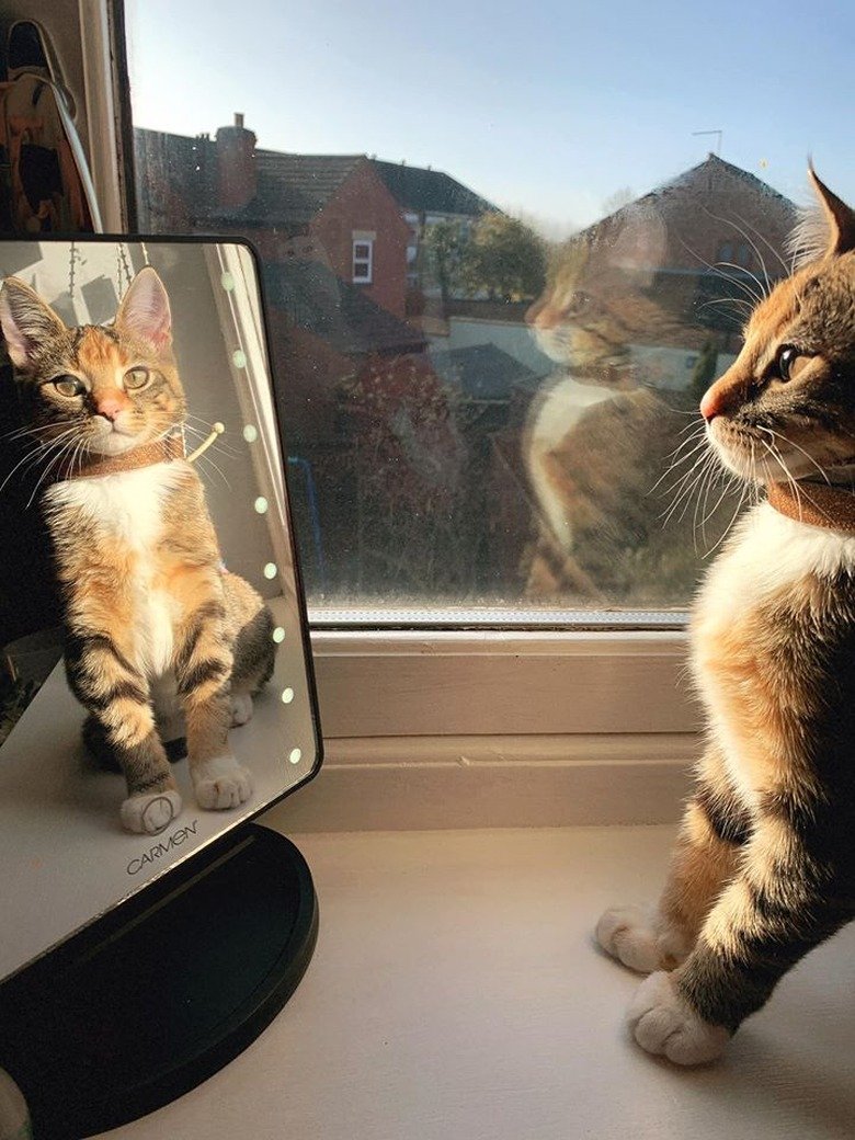 People Are Sharing Their Favorite Cat Pictures & It's Too Pure