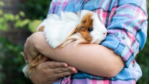 Other Cute Animals - cover