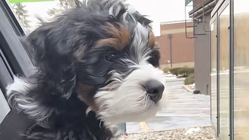 Bernedoodle Puppy Wastes No Time Stirring Up Trouble In His New Forever Home