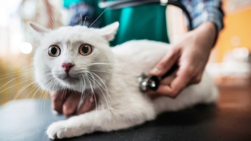 Cat Health - cover