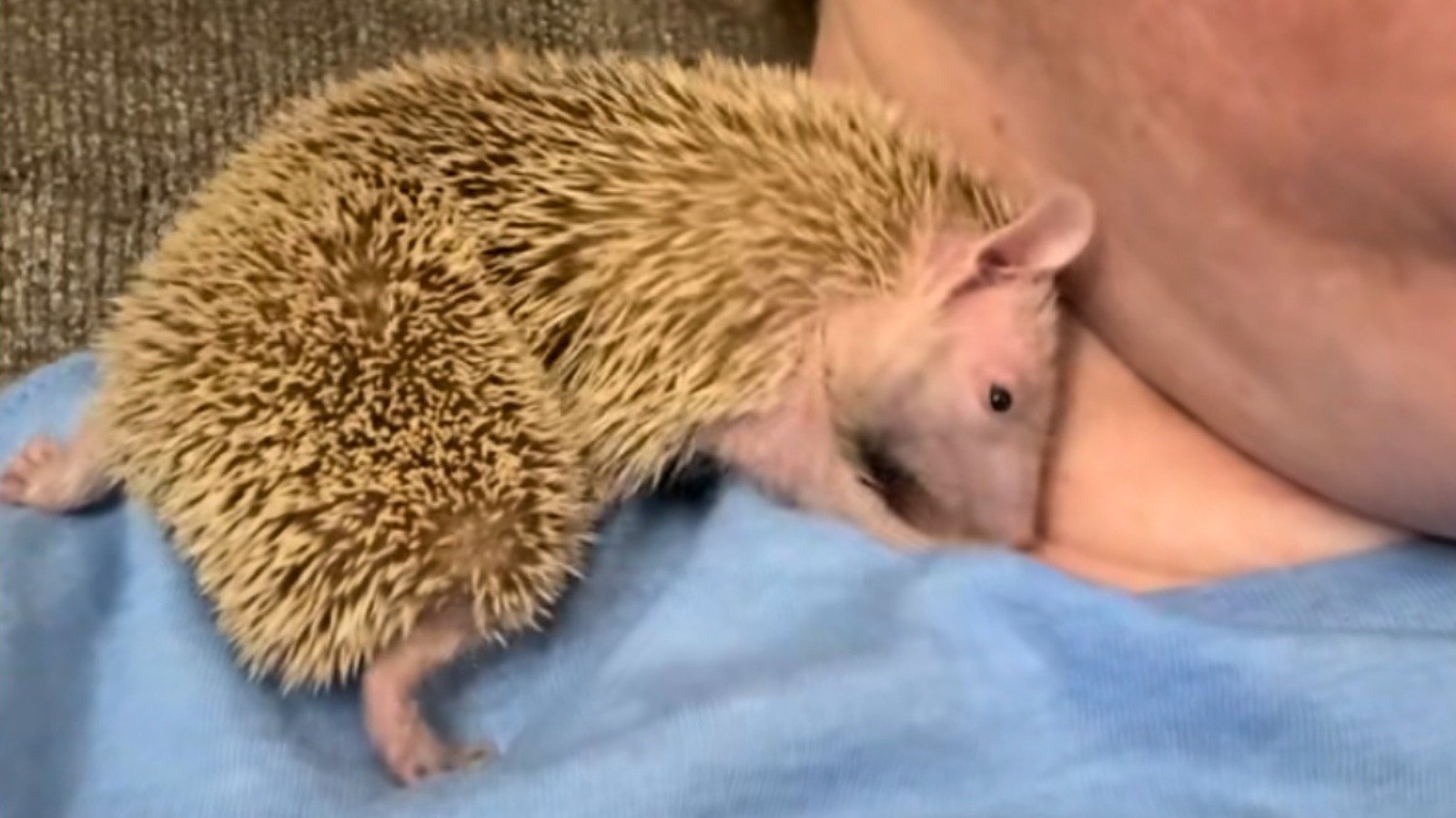 Baby Tenrec's Reaction To His Mom's Perfume Scent Is Melting Hearts