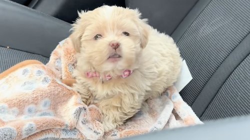 Woman Discovers Her Tiny Malshipoo Puppy Has A Big Attitude With Adorable Tantrum