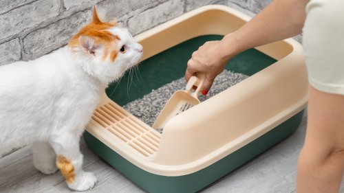Cleaning - cover