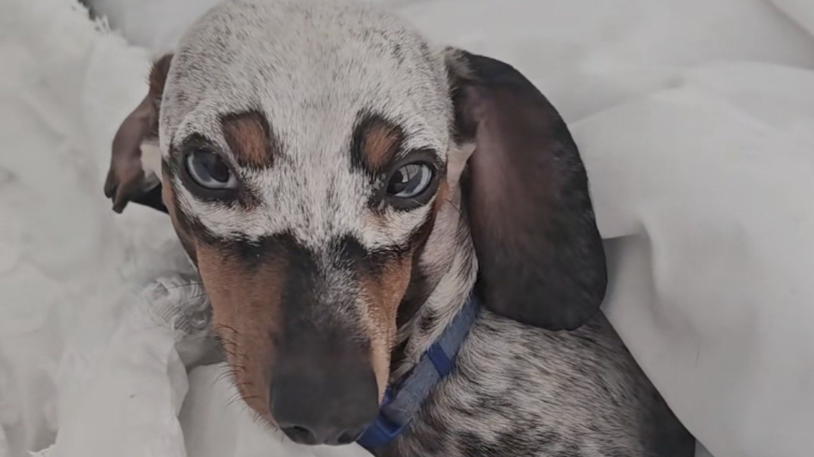 'You Got The Mythical One': Mini Dachshund's Unique 'Mask' Wows The Internet