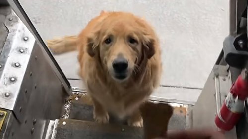 Golden Retriever Gets Treats From FedEx Driver And They Instantly Become Friends