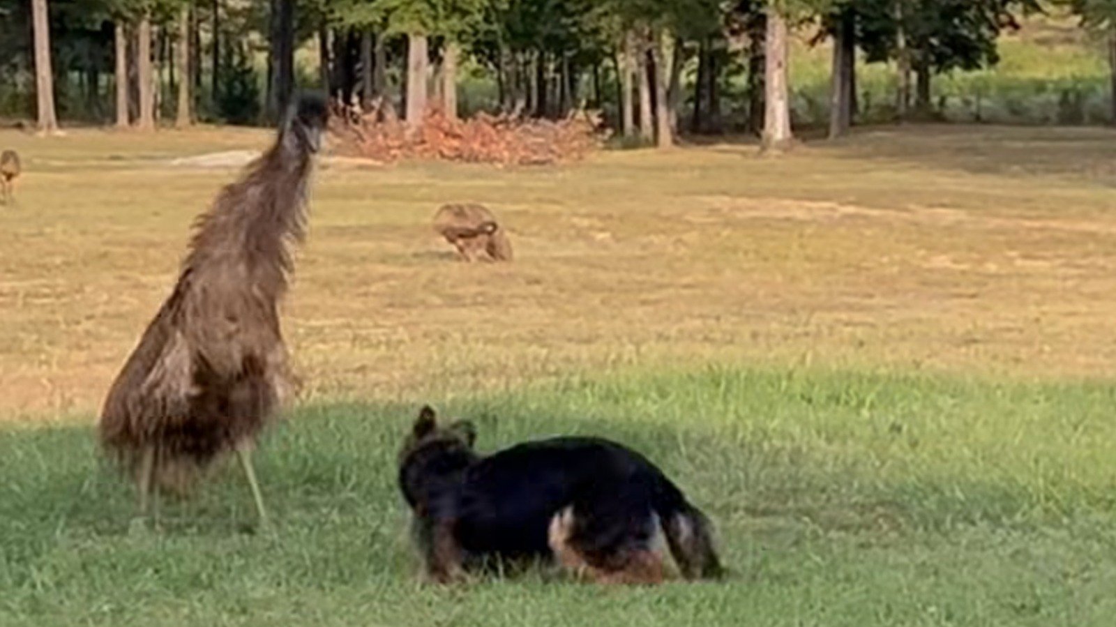 Inseparable German Shepherd & Emu Share Zero Personal Space - cover