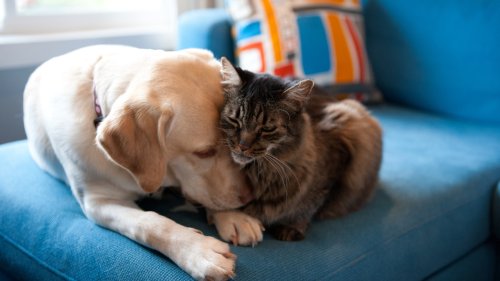 Pet Compatibility - cover
