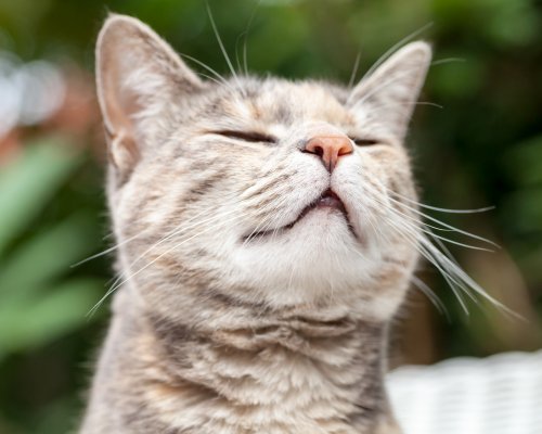 Smells That Drive Your Cat Mad