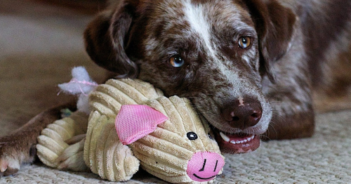 New Study Gives Insight Into How Dogs Think About Their Toys