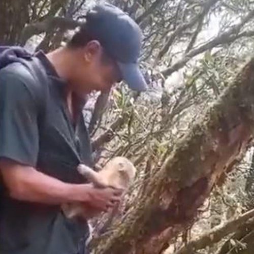 A Rescuer Bids Farewell to a Baby Monkey Before Its Return To The Wild