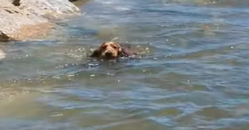 Dog Saves Little Dog From Drowning At The Beach