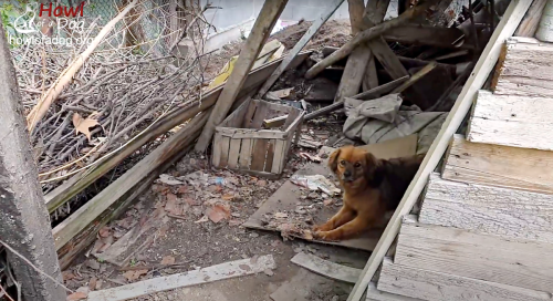 Dog Gets Left Behind When Owner Dies, Lives Alone In Empty House For Months