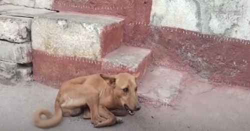 Stray Dog With Bone Stuck In Its Mouth Gets Pampered At The Vet