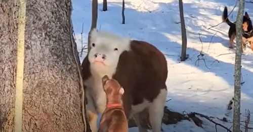 Precious Cow Loves Their Foster Puppies So Much That He Treats Them Like the Herd He Never Had