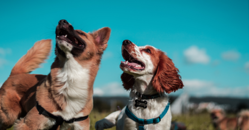 New Study Highlights How Dogs See Things Differently Than Humans