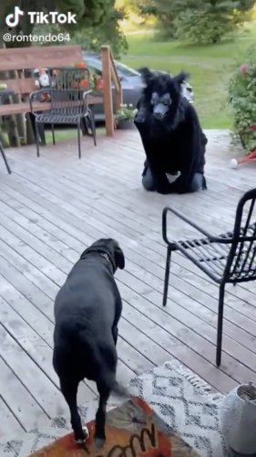 Dad Attempts To Scare Dog With Spooky Halloween Costume And Her Reaction Was Captured On Video