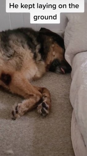 Dog Who Has Been At Shelter For 7 Years Goes On Weekend Getaway In Tear-Jerking Video