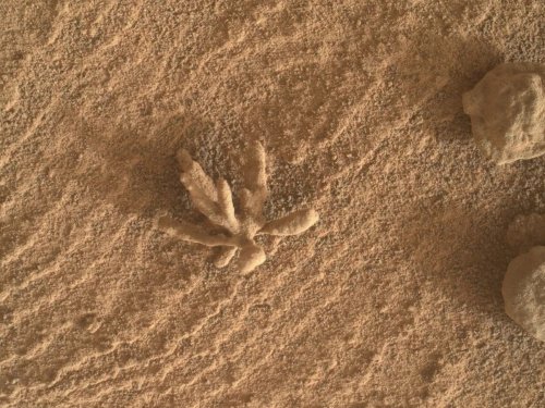 Mars : Curiosity trouve « une fleur » sur Mars
