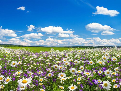 Best Zoom backgrounds for spring featuring fields abloom and seasonal views