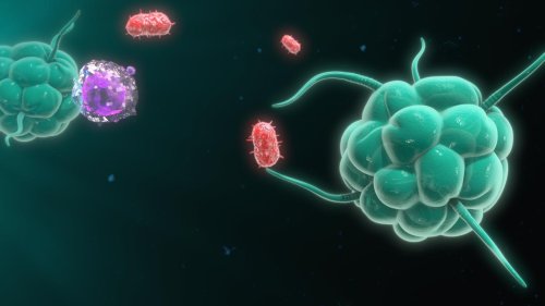 An atlas of human immune cells across tissues