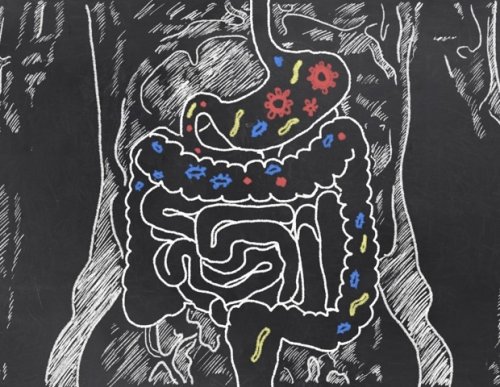 Study links gut microbe shifts in migrants to cardiovascular risk