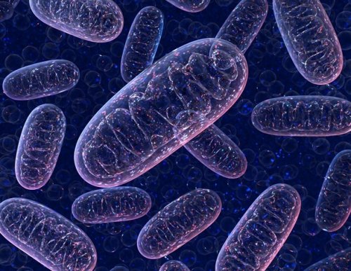 Scientists develop novel technique to combat T cell exhaustion