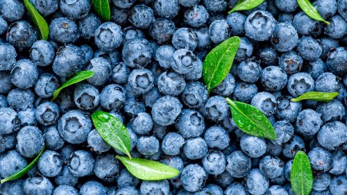 Berry beneficial: Blueberry consumption alleviates abdominal pain in gastrointestinal disorders