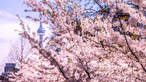 Don't wait for High Park, here is where you can see cherry blossoms right now