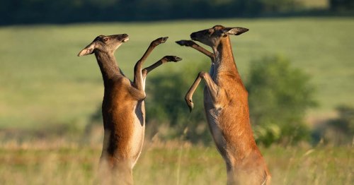 Mating Contests Among Females, Long Ignored, May Shape Evolution | Quanta Magazine